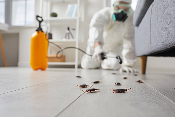 Commercial Kitchen Cockroach Control in Winter Garden